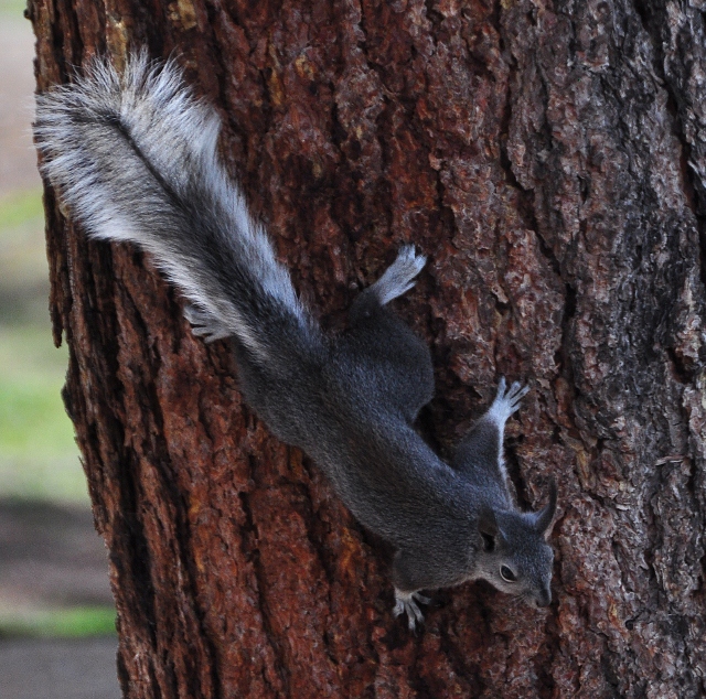 squirrel on tree
